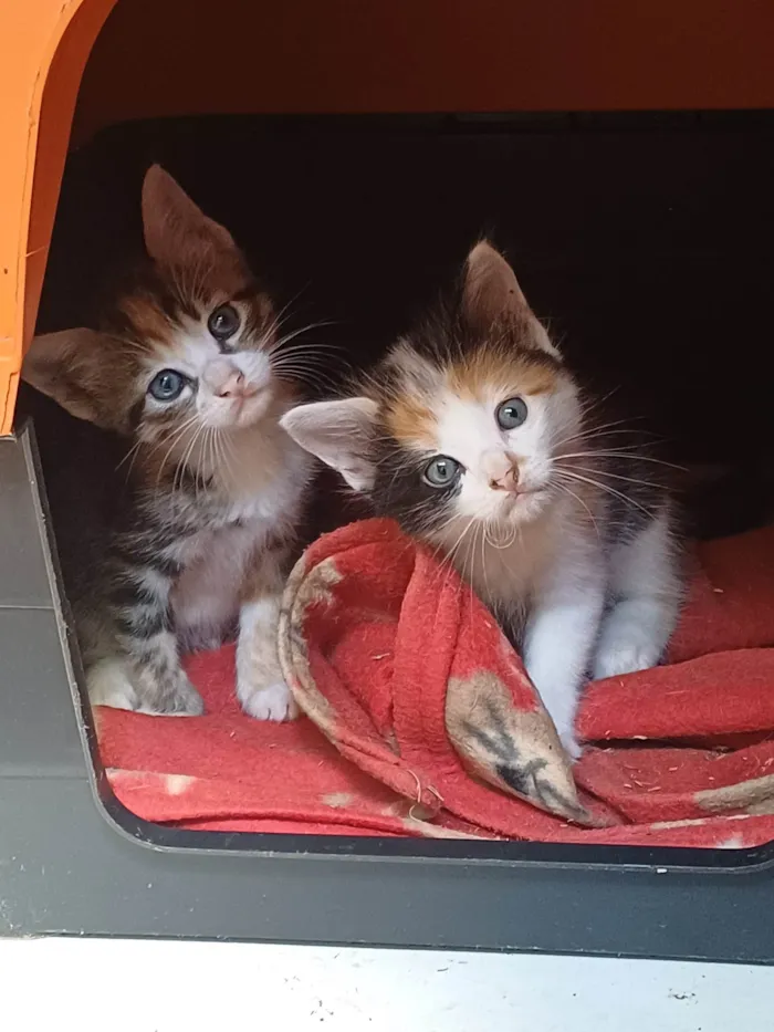 Gato ra a Mix persa idade Abaixo de 2 meses nome Mix Persas Adocao