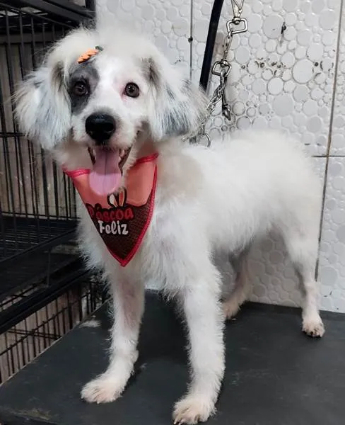 Cachorro ra a SRD idade 7 a 11 meses nome Não tem nome