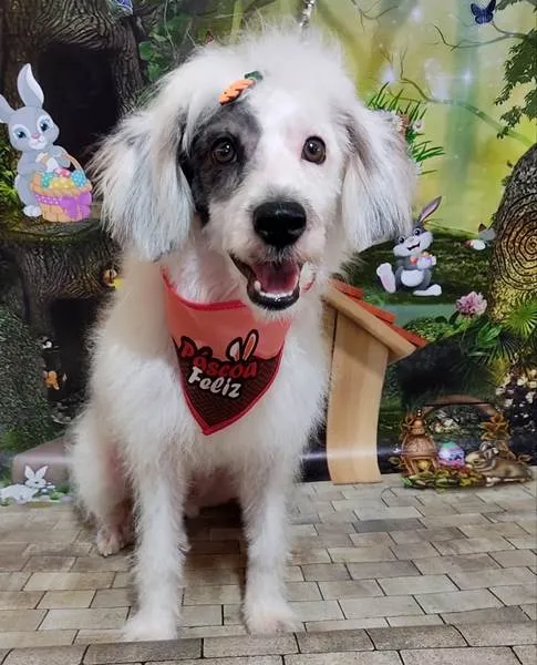 Cachorro ra a SRD idade 7 a 11 meses nome Não tem nome