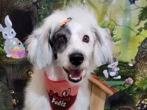 Cachorro raça SRD idade 7 a 11 meses nome Não tem nome
