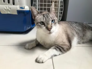 Gato raça SRD-ViraLata idade 7 a 11 meses nome Oliver 11meses lindo e bonzinho 