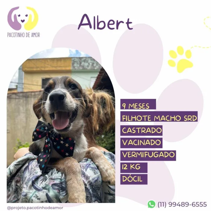 Cachorro ra a SRD-ViraLata idade 7 a 11 meses nome Albert 