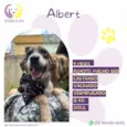Albert