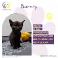 Barney
