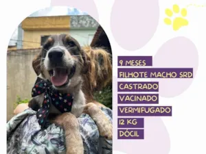 Cachorro raça SRD-ViraLata idade 7 a 11 meses nome Albert 