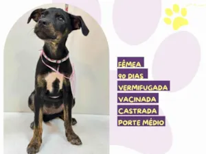 Cachorro raça SRD-ViraLata idade 2 a 6 meses nome Any