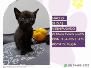 Gato raça SRD-ViraLata idade 2 a 6 meses nome Barney