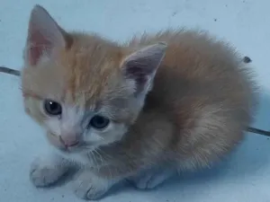 Gato raça SRD idade 2 a 6 meses nome FILHOTES :)
