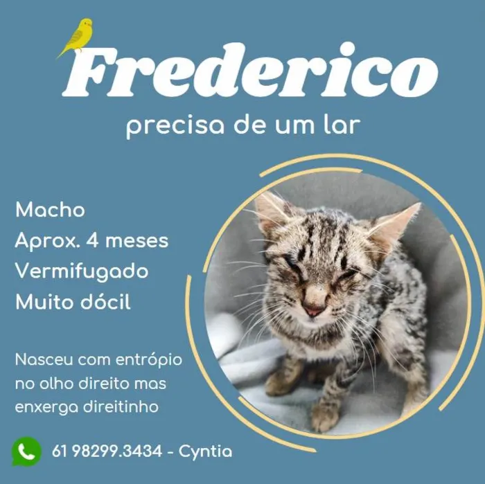 Gato ra a SRD-ViraLata idade 2 a 6 meses nome Frederico 