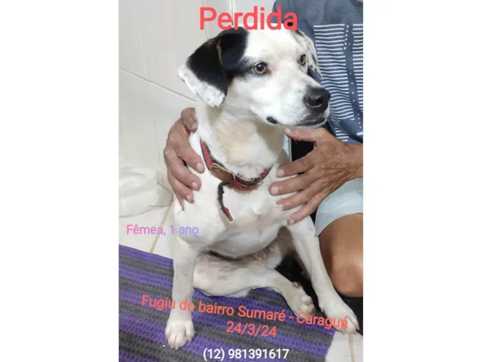 Cachorro ra a SRD-ViraLata idade 7 a 11 meses nome Menina