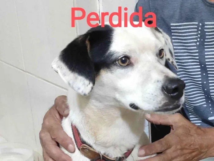 Cachorro ra a SRD-ViraLata idade 7 a 11 meses nome Menina