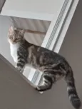 Nick