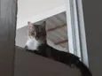 Nick