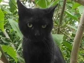 Gato raça SRD-ViraLata idade 7 a 11 meses nome BARTOLOMEU