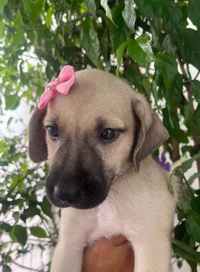 Cachorro ra a SRD-ViraLata idade Abaixo de 2 meses nome Sofia