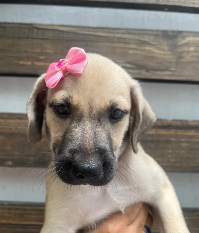 Cachorro ra a SRD-ViraLata idade Abaixo de 2 meses nome Sofia