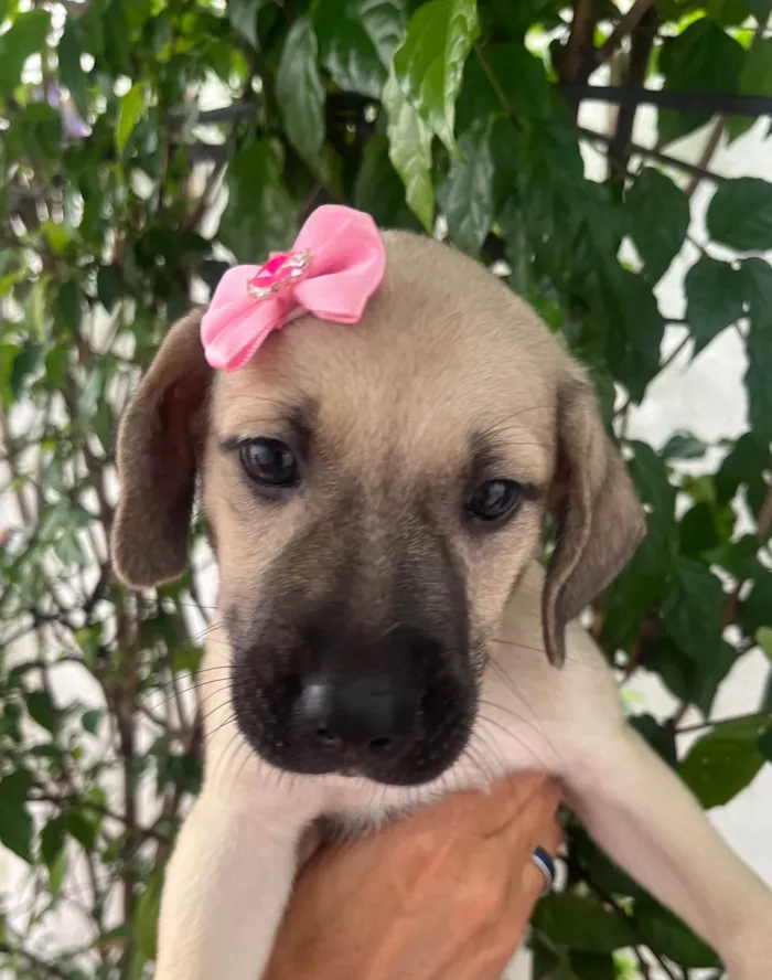 Cachorro ra a SRD-ViraLata idade Abaixo de 2 meses nome Sofia