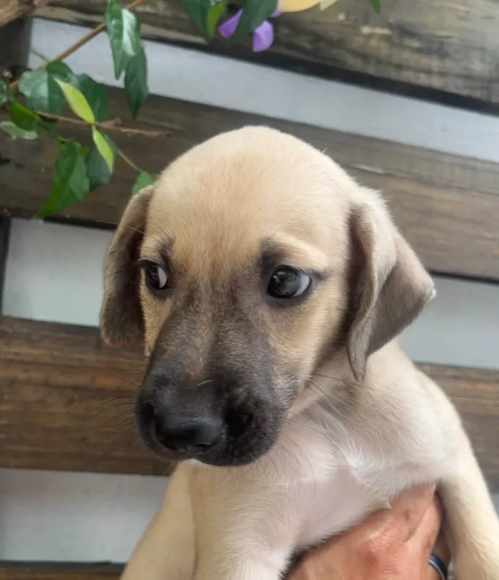 Cachorro ra a SRD-ViraLata idade Abaixo de 2 meses nome Sofia