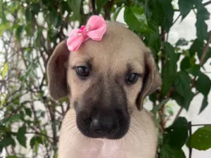 Cachorro raça SRD-ViraLata idade Abaixo de 2 meses nome Sofia