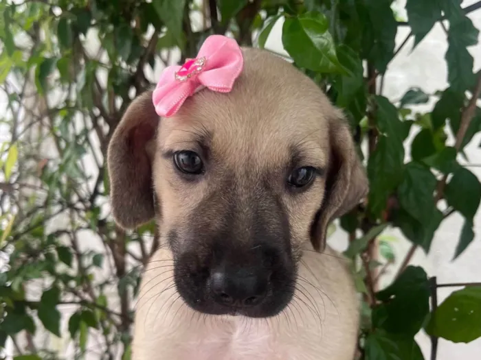 Cachorro ra a SRD-ViraLata idade Abaixo de 2 meses nome Sofia