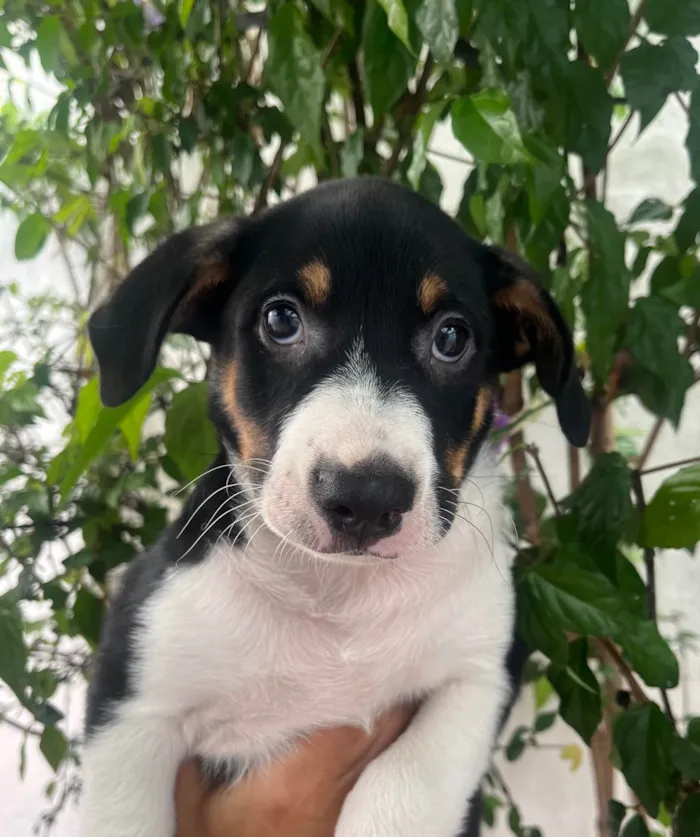 Cachorro ra a SRD-ViraLata idade Abaixo de 2 meses nome Sebastian 