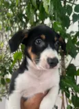 Sebastian 