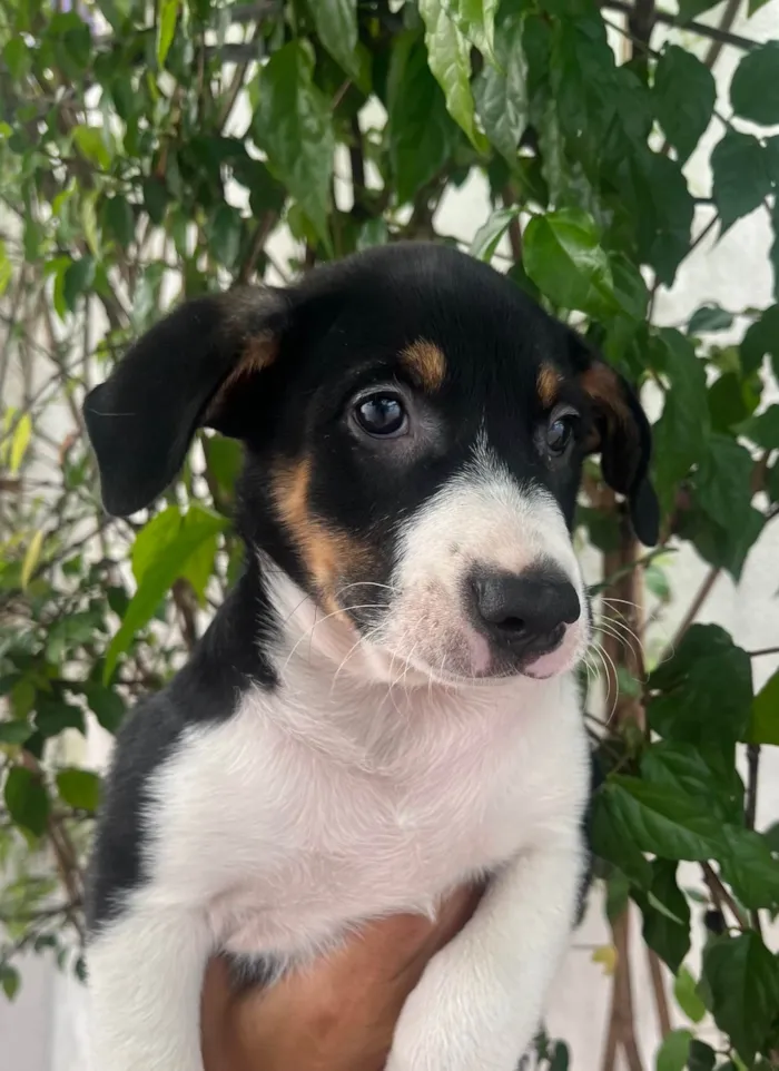 Cachorro ra a SRD-ViraLata idade Abaixo de 2 meses nome Sebastian 