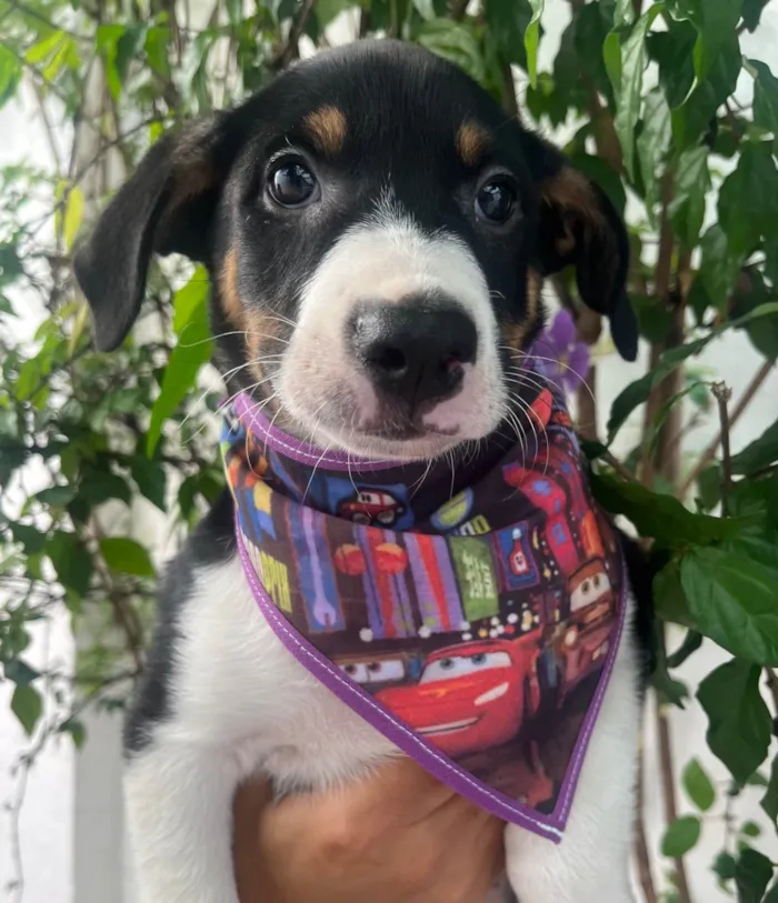 Cachorro ra a SRD-ViraLata idade Abaixo de 2 meses nome Sebastian 