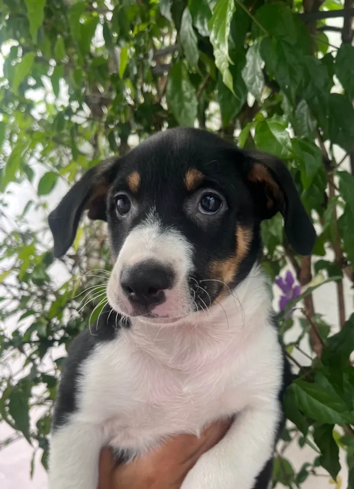 Cachorro ra a SRD-ViraLata idade Abaixo de 2 meses nome Sebastian 