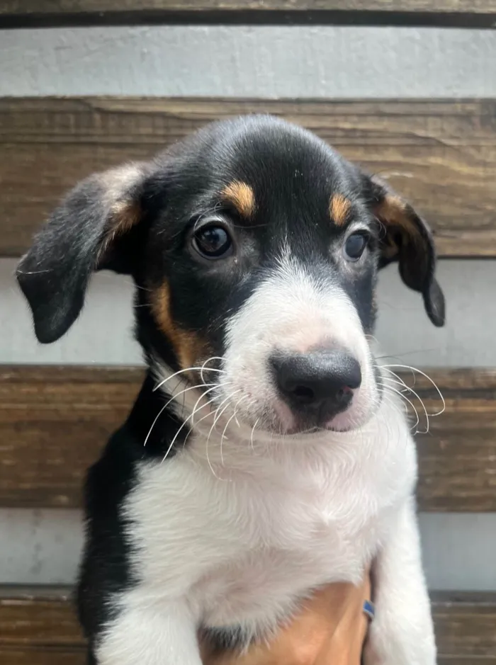 Cachorro ra a SRD-ViraLata idade Abaixo de 2 meses nome Sebastian 
