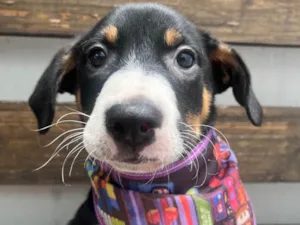 Cachorro raça SRD-ViraLata idade Abaixo de 2 meses nome Sebastian 