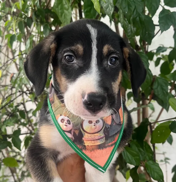 Cachorro ra a SRD-ViraLata idade Abaixo de 2 meses nome Sérgio 