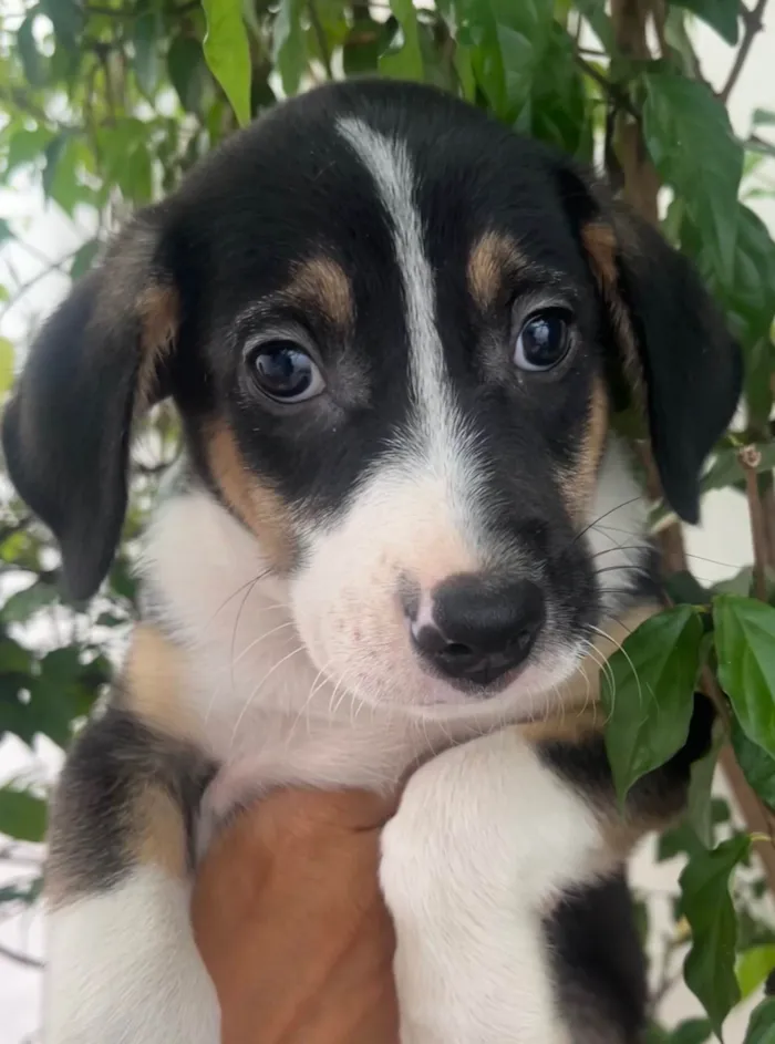 Cachorro ra a SRD-ViraLata idade Abaixo de 2 meses nome Sérgio 