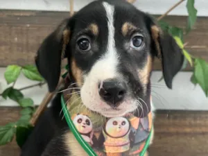 Cachorro raça SRD-ViraLata idade Abaixo de 2 meses nome Sérgio 