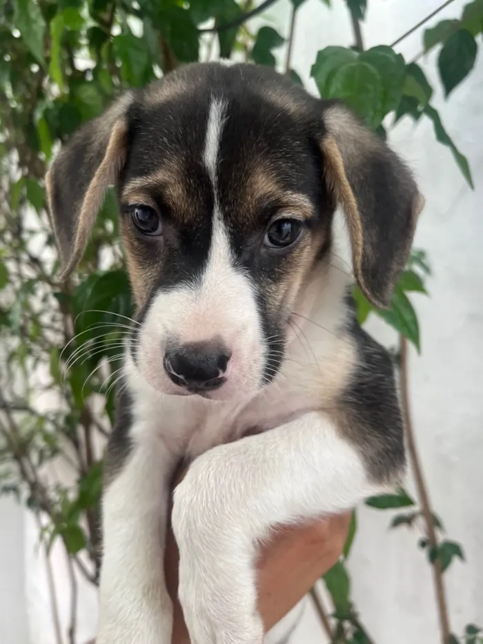 Cachorro ra a SRD-ViraLata idade Abaixo de 2 meses nome Sandro