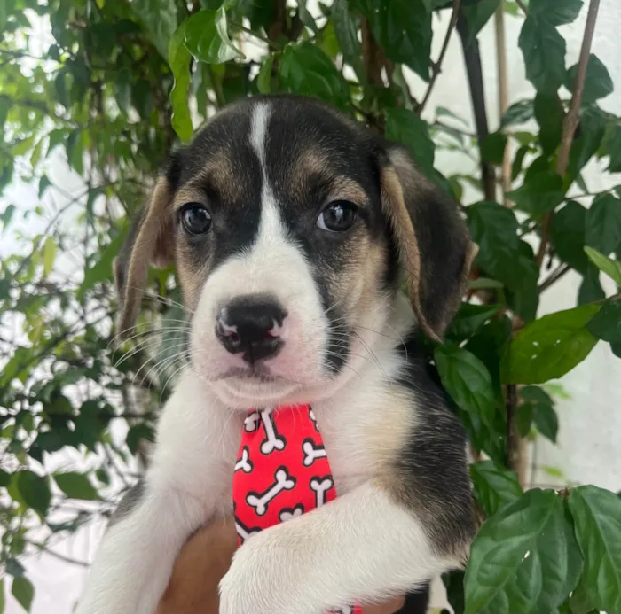 Cachorro ra a SRD-ViraLata idade Abaixo de 2 meses nome Sandro