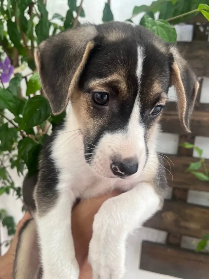 Cachorro ra a SRD-ViraLata idade Abaixo de 2 meses nome Sandro