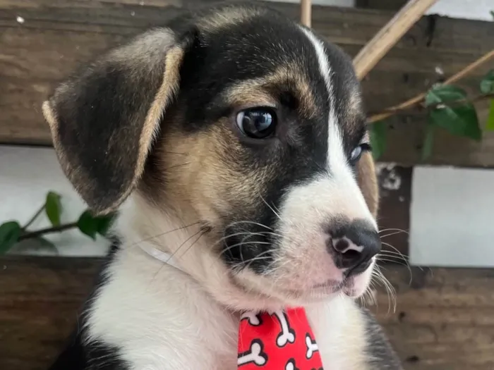 Cachorro ra a SRD-ViraLata idade Abaixo de 2 meses nome Sandro