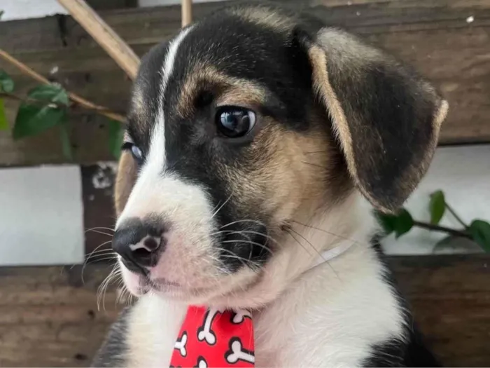 Cachorro ra a SRD-ViraLata idade Abaixo de 2 meses nome Sandro