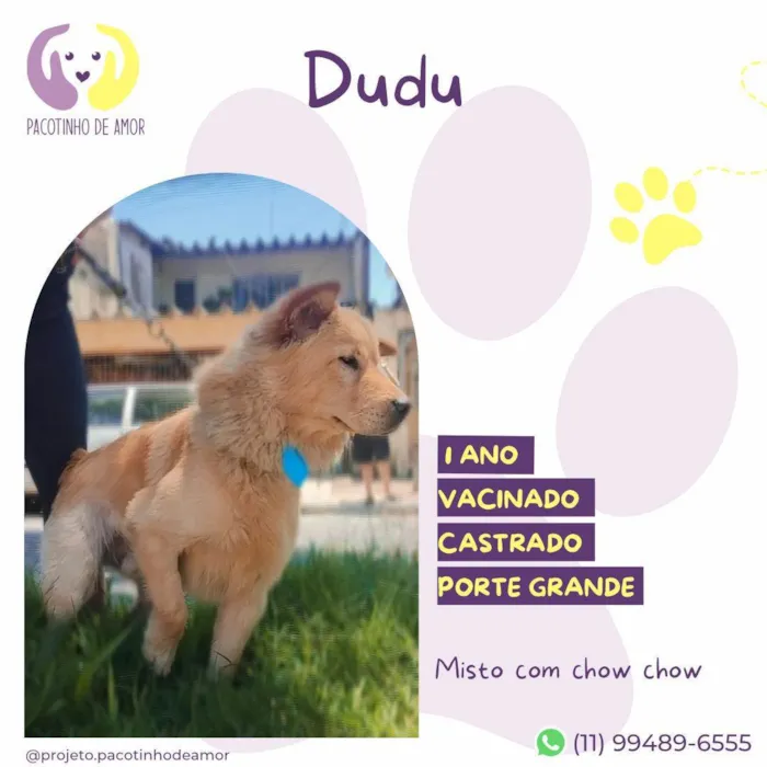 Cachorro ra a SRD-ViraLata idade 1 ano nome Dudu