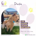 Dudu