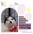 Du