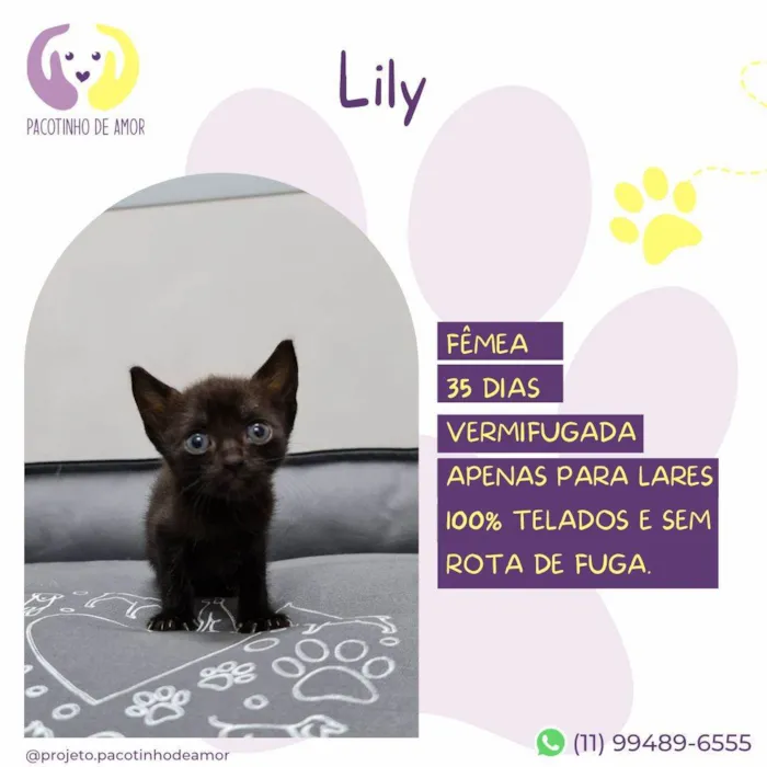 Gato ra a SRD-ViraLata idade Abaixo de 2 meses nome Lily