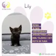 Lily