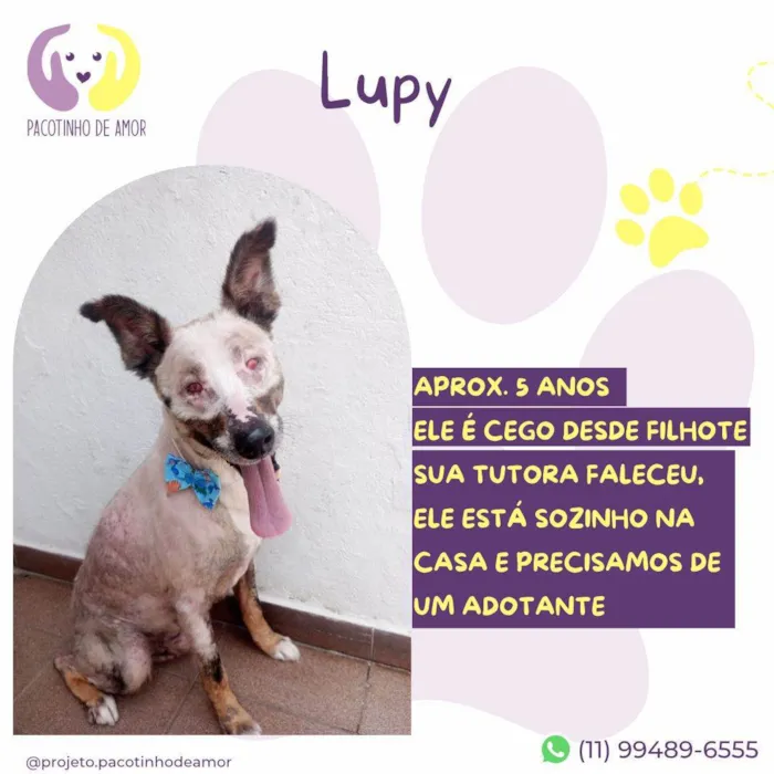 Cachorro ra a SRD-ViraLata idade 5 anos nome Lupy
