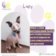 Lupy