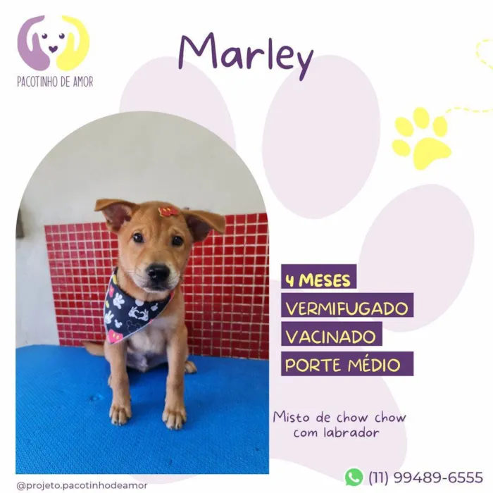 Cachorro ra a SRD-ViraLata idade 2 a 6 meses nome Marley