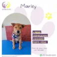Marley
