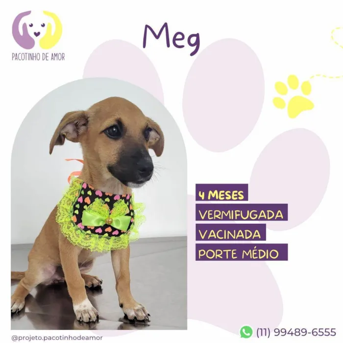 Cachorro ra a SRD-ViraLata idade 2 a 6 meses nome Meg