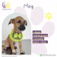 Meg